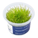 Aqua Art Climacium japonicum in Vitro Cup