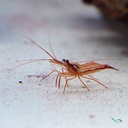 Lysmata wurdemanni gamberetto per marino Mangia Aiptasie