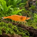 Neocaridina davidi Orange Gamberetto acqua dolce