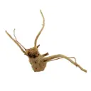 Legno Branch Wood 2278 con foto reale e misure 42x15x32h