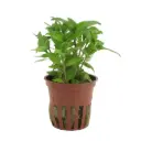 Tropica Pianta Staurogyne repens in vasetto