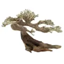Amtra Legno Oriental Wind 5 Small 4 con foto reale 24x10x18hcm