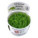 Tropica 1•2•Grow! Pianta Micranthemum  callitrichoides "Cuba" in Vitro Cup