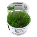 Tropica 1•2•Grow! Pianta Taxiphyllum "Flamè" in Vitro Cup